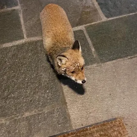 Maison Carrel Elegant 2 * Breuil-Cervinia